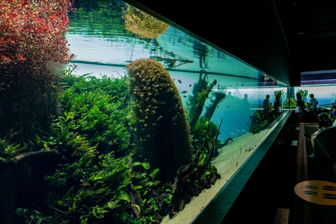 green plants in fish tank